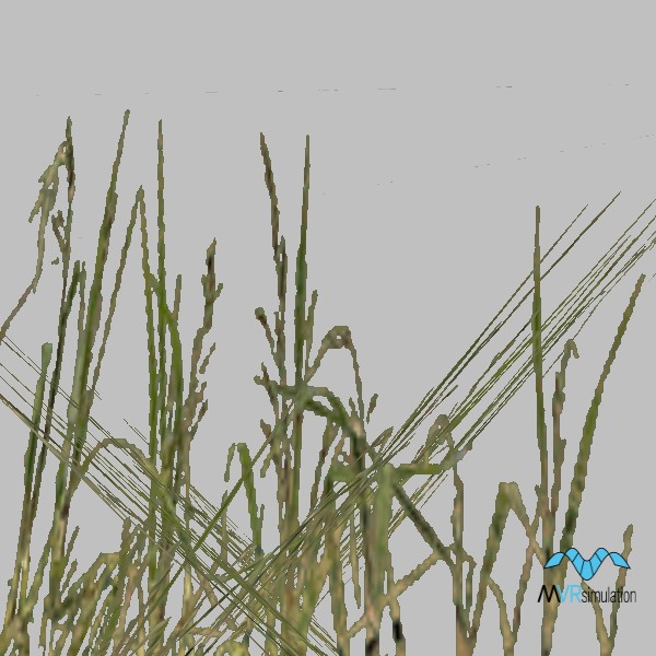 Grass-003