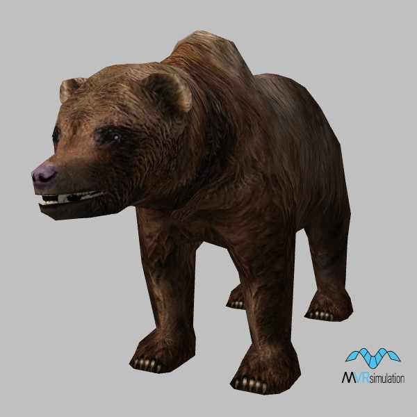 animal-bear-001