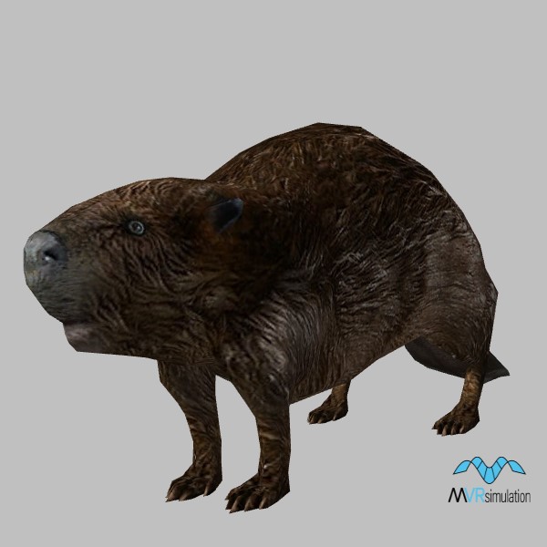 animal-beaver-001