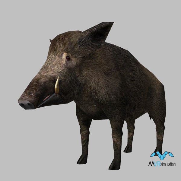 animal-boar-001