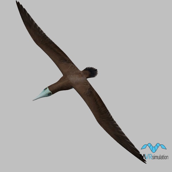 animal-brown-booby-001-flying-001