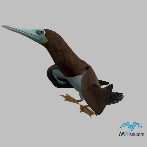 animal-brown-booby-001-resting-001