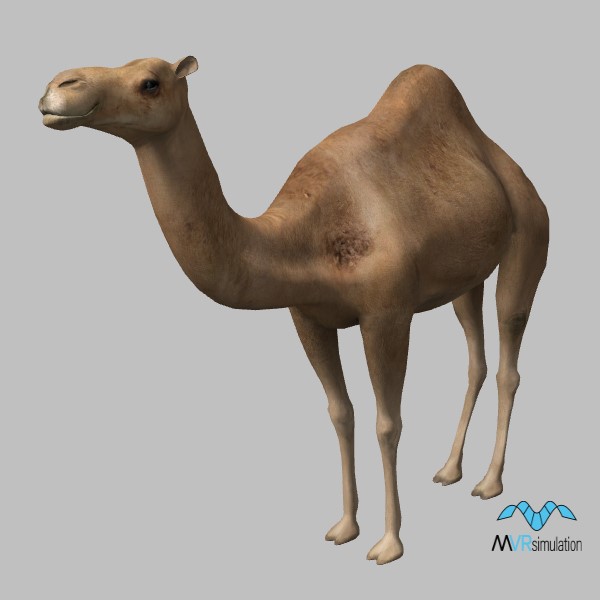 animal-camel-001