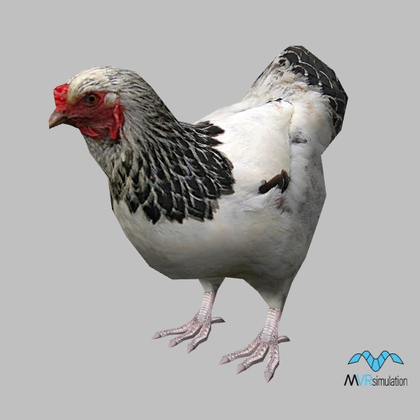 animal-chicken-001