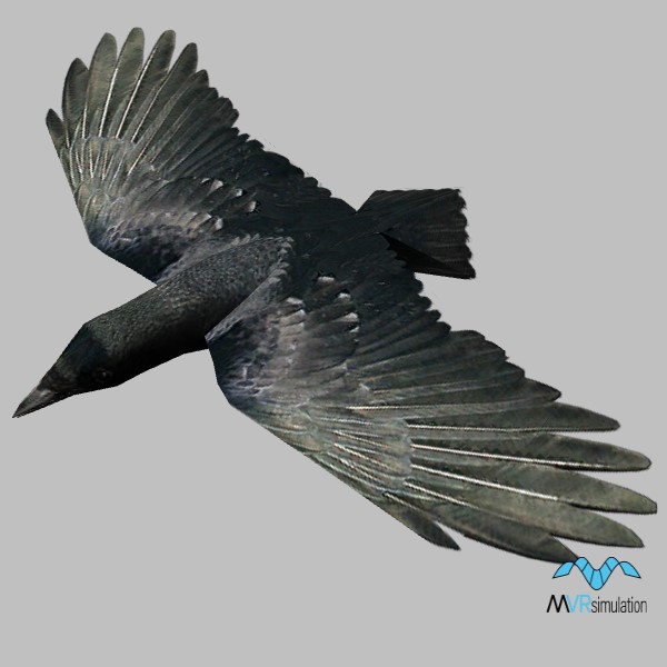 animal-crow-001