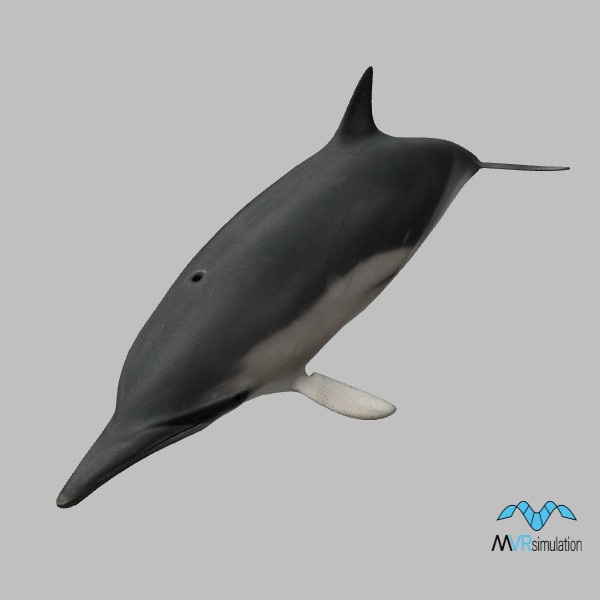 animal-dolphin-001