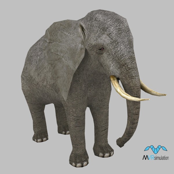 animal-elephant-002