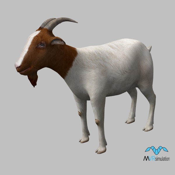 animal-goat-001
