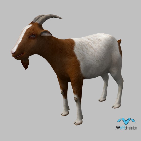 animal-goat-002