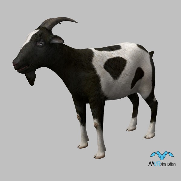 animal-goat-003