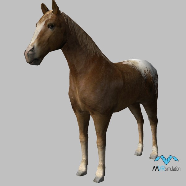 animal-horse-002