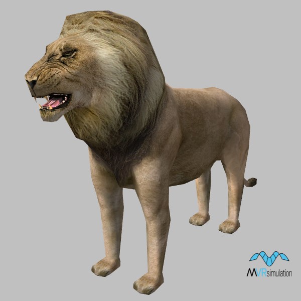 animal-lion-001