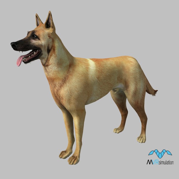 animal-malinois-001