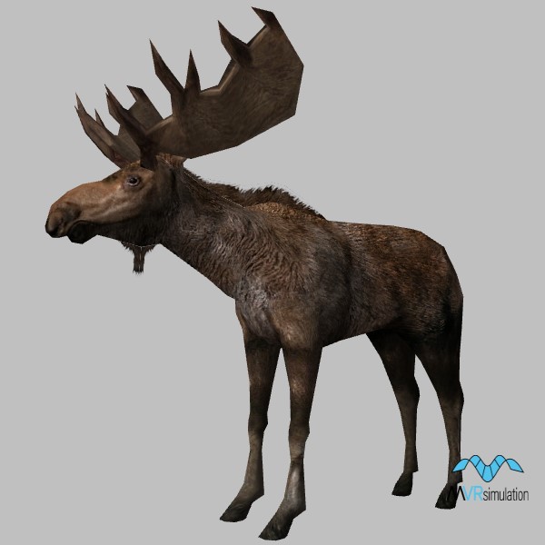 animal-moose-001