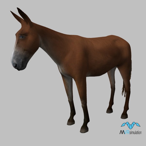 animal-mule-001