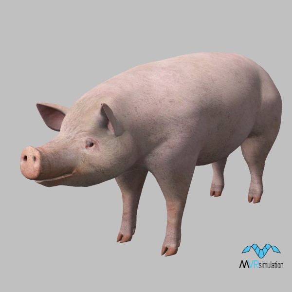 animal-pig-001