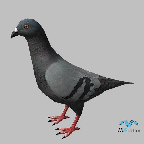animal-pigeon-001