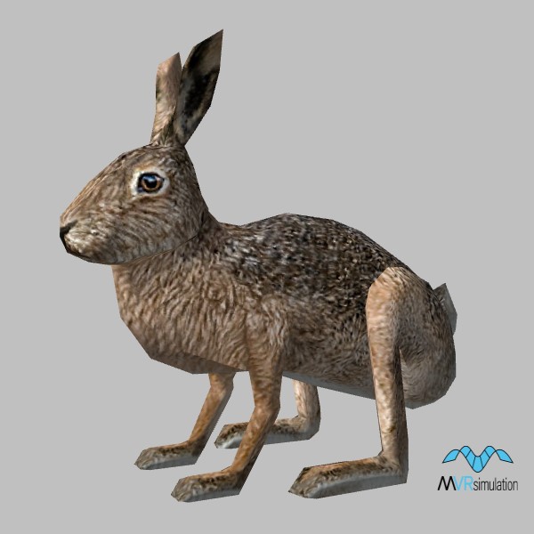animal-rabbit-001