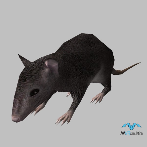 animal-rodent-001