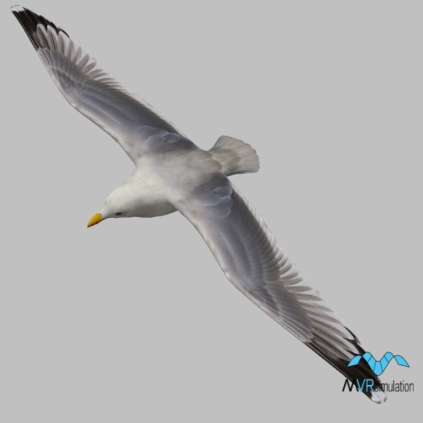 animal-seagull-flying-001