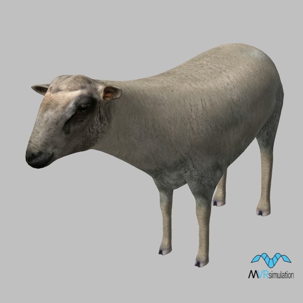 animal-sheep-001