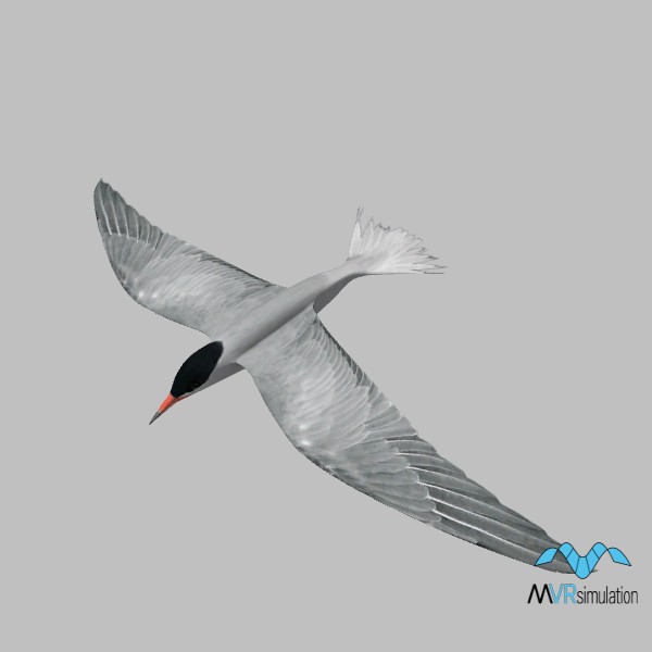 animal-tern-001-flying-001
