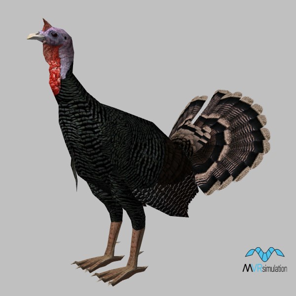 animal-turkey-001