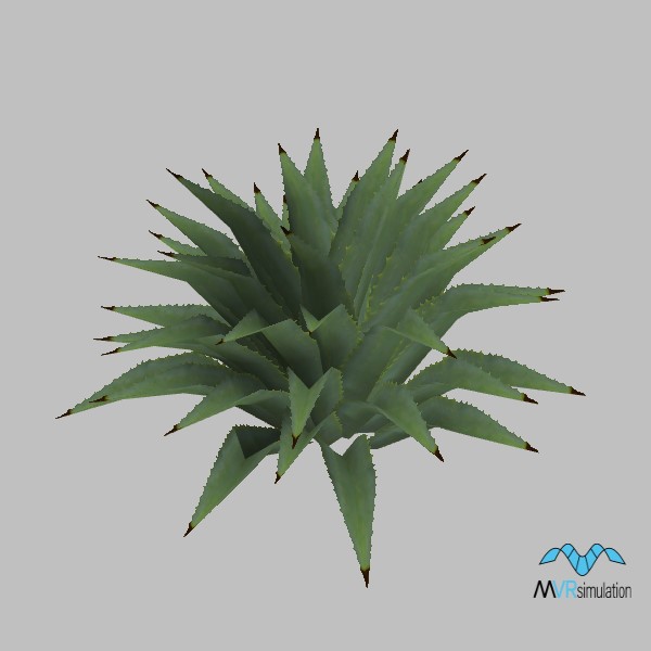 cactus-agave-001