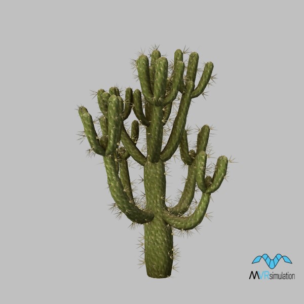 cactus-cholla-001