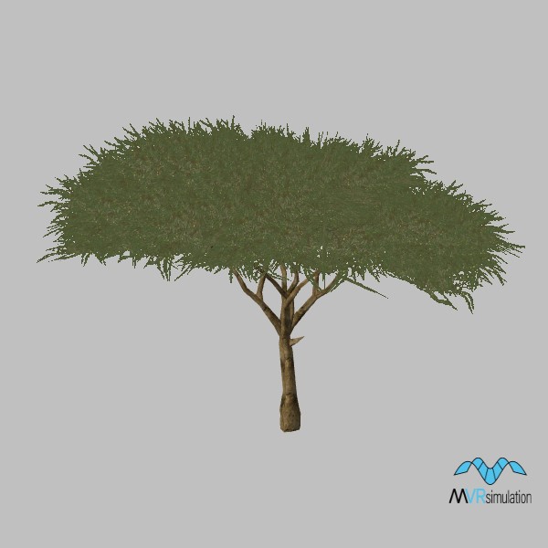 kismayo-tree-acacia-003