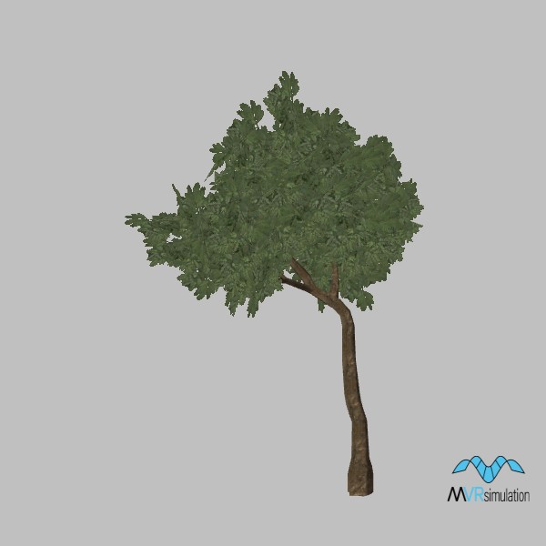 kismayo-tree-cassia-003