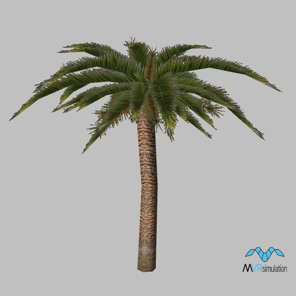 kismayo-tree-palm-001