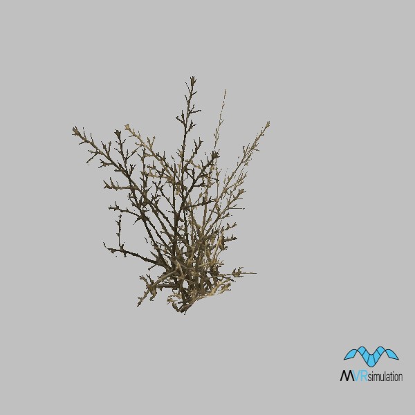 plant-desert-brush-001