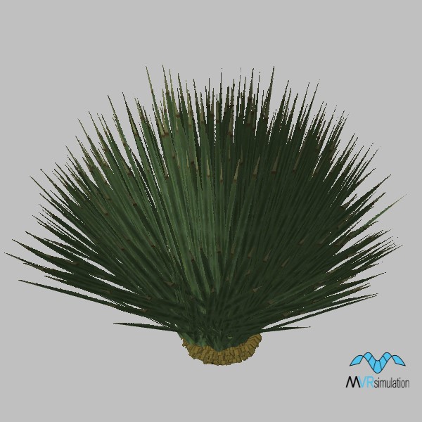 plant-grass-tree-001