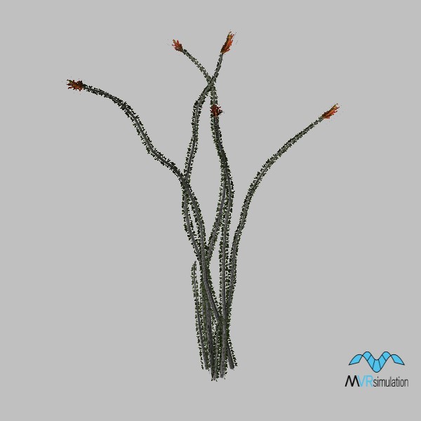 plant-ocotillo-001