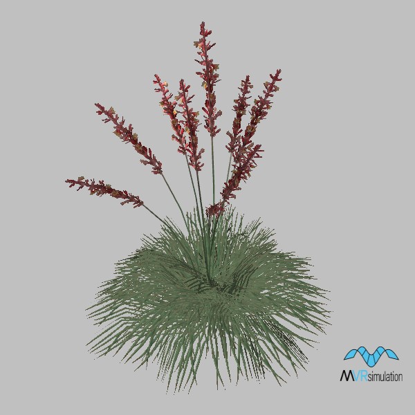 plant-red-yucca