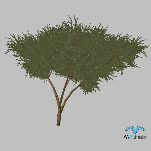 tree-acacia-001