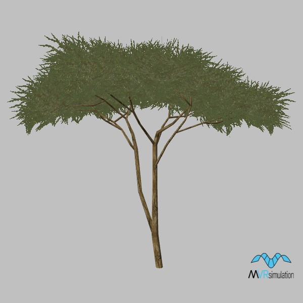 tree-acacia-002