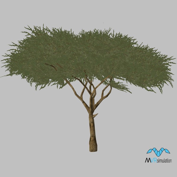 tree-acacia-003