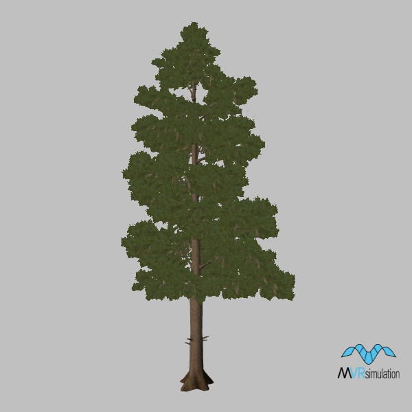 tree-aleppo-pine-001