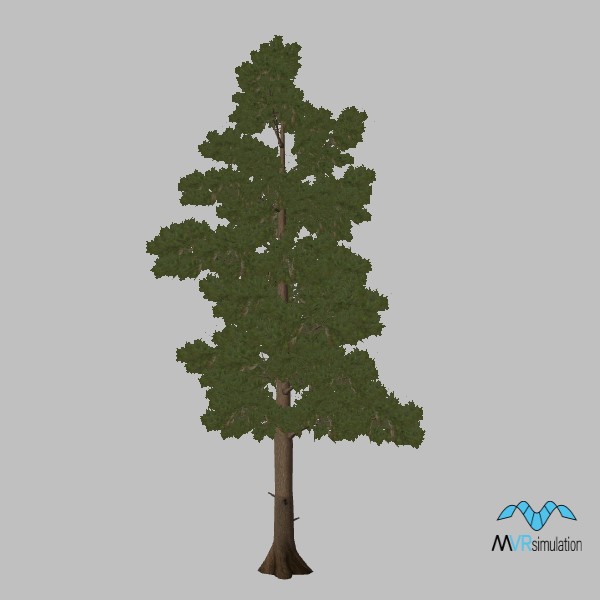 tree-aleppo-pine-002
