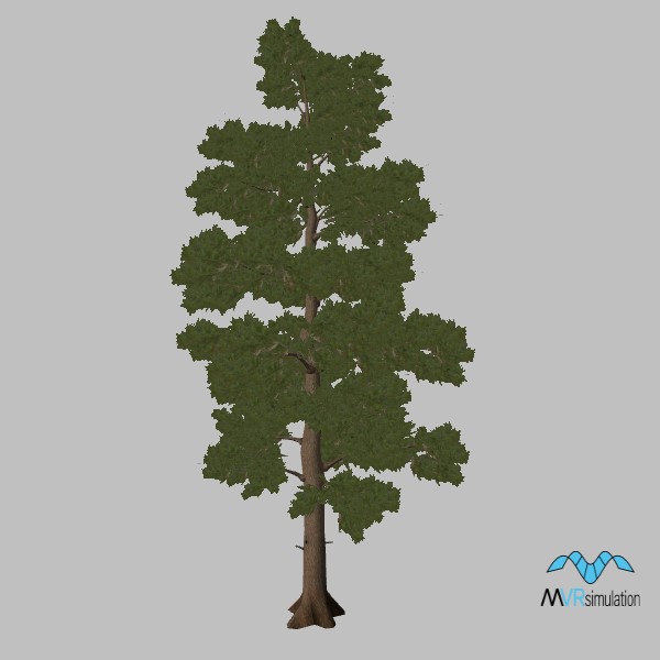 tree-aleppo-pine-003