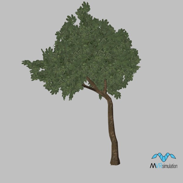 tree-cassia-003