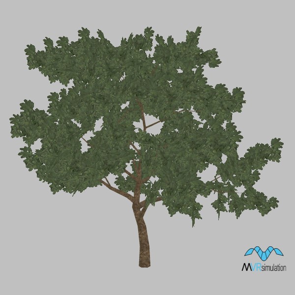 tree-cassia-004