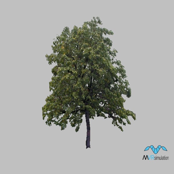 tree-deciduous-001