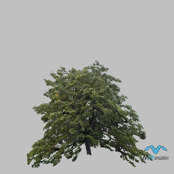 tree-deciduous-002
