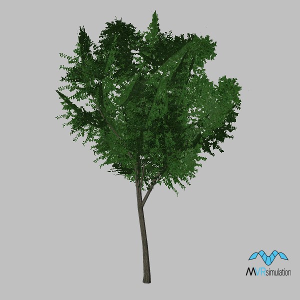 tree-elm-002