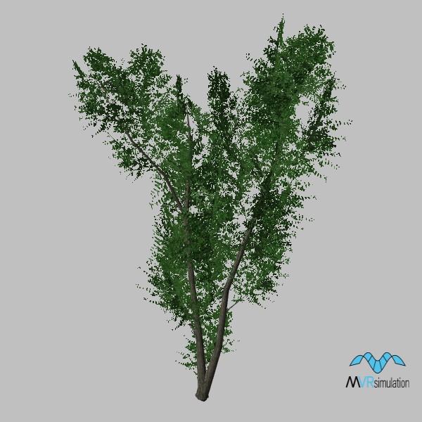 tree-elm-004