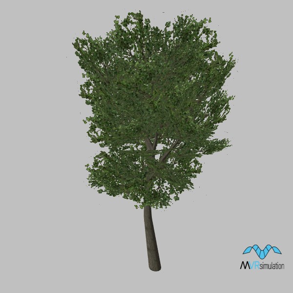 tree-elm-006