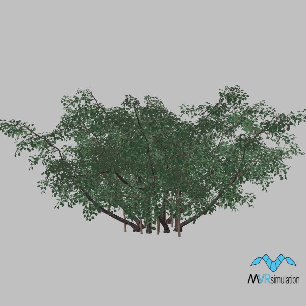 tree-llilac-001